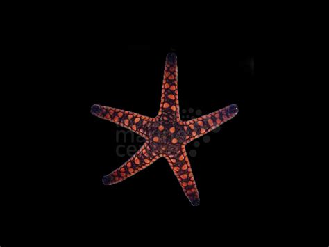 Biscuit Starfish Melanesia Fromia Elegans Tmc