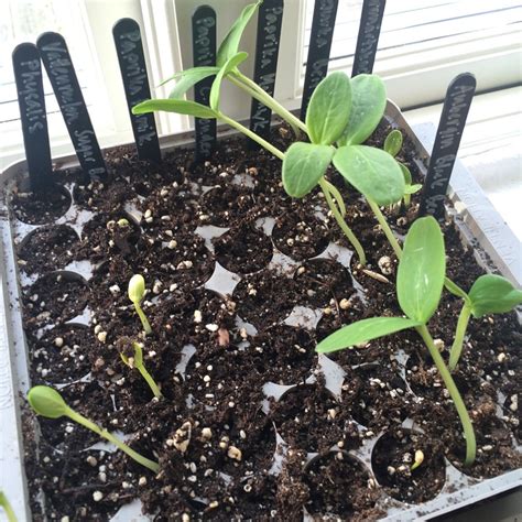 Planting Cucumber Seeds • Vegocracy