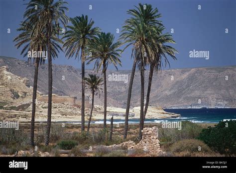 Palm Trees On The Beach El Playazo Beach Near Rodalquilar Parque Natural Cabo De Gata