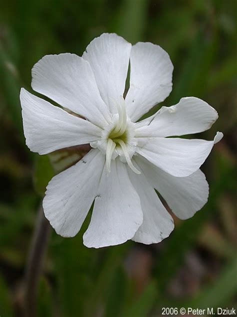 Silene Latifolia White Campion Minnesota Wildflowers