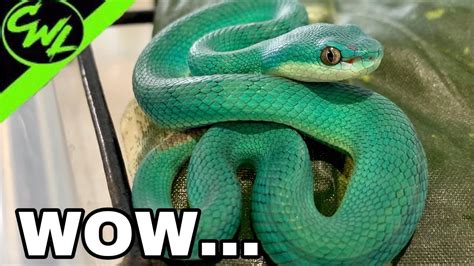 Emerald Green Pit Viper Snake File Trimeresurus Gumprechti Gumprecht