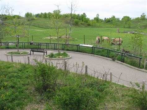 Northern Trail Asian Wild Horse Exhibit Zoochat