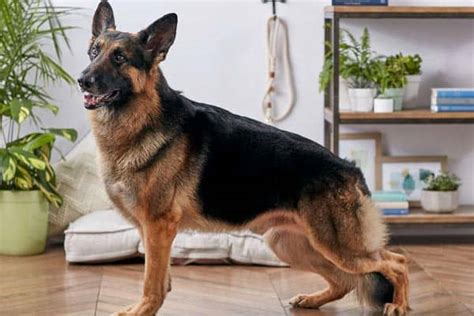 Can German Shepherds Live In Apartments Big Dogs In Small