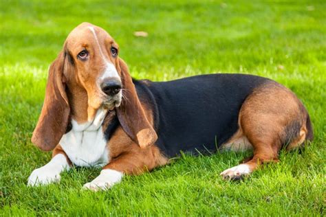 European Vs American Basset Hound What S The Difference