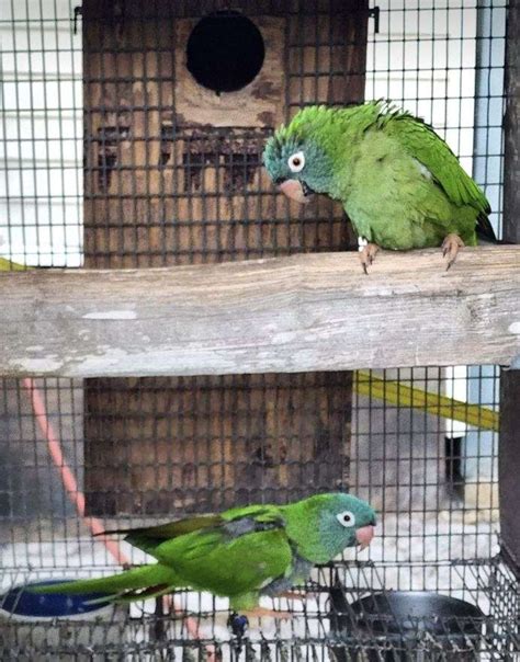 Proven Pair Of Blue Crown Conures