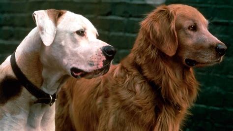 I'm trying to figure out how they filmed the scene where the bulldog chance (voiced by michael j. 34 Thoughts We Had While Watching Homeward Bound | Oh My ...