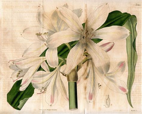 Vintage Botanical Clip Art Gorgeous Amaryllis The Graphics Fairy