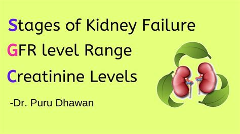 Stages Of Kidney Failure Gfr Level Range Creatinine Levels 51 Off