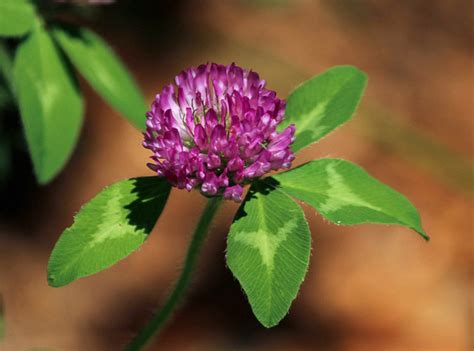 9 Benefits Of Red Clover How To Use It The Grow Network The Grow