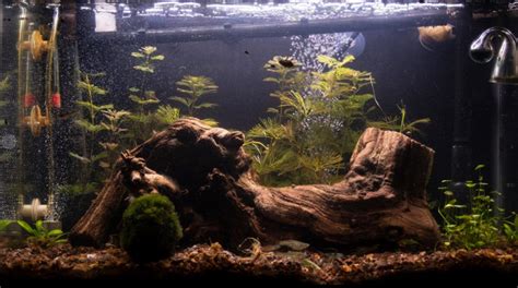 Aquarium Wood