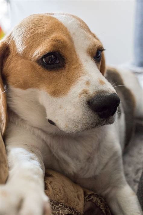 Beagle Lilly Selfie