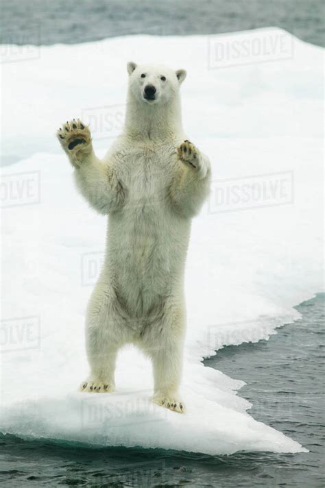 Polar Bear Ursus Maritimus Waving Standing On Hind Legs With Paws