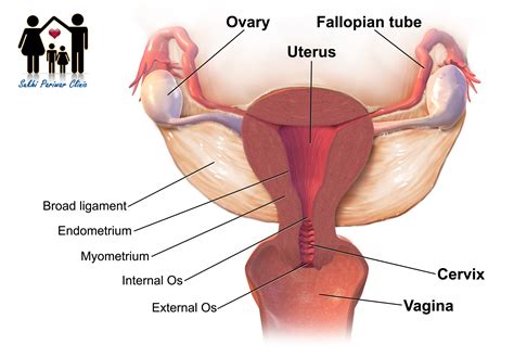 Blocked Fallopian Tubes Symptoms Treatment And Fertility Sukhi