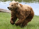 Datei:Brown bear (Ursus arctos arctos) running.jpg – Wikipedia