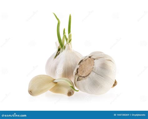 Garlic Isolated On White Background Stock Image Image Of Garlic