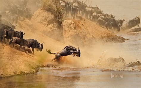 Wildebeest Bing Wallpaper 42982793 Fanpop