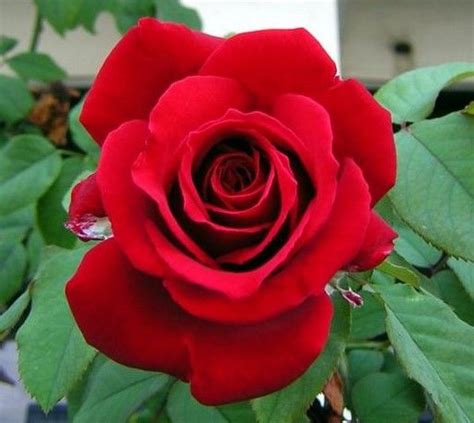 Bunga mawar merupakan bunga yang paling indah di dunia. Gambar Bunga Tercantik Di Dunia - Republika RSS
