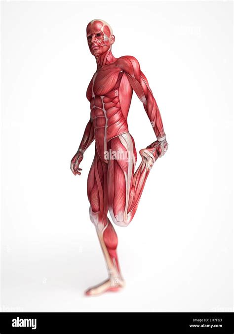 Human Muscular System Artwork Stock Photo Alamy