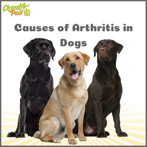 Causes Of Arthritis In Dogs Can Be Broadly Divided Into Developmental