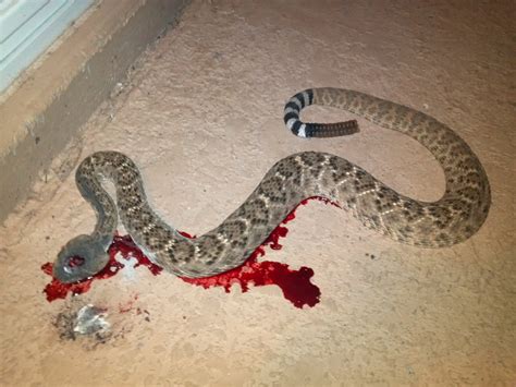 Rattlesnake On The Grill By Scott Mayer Gun Blog