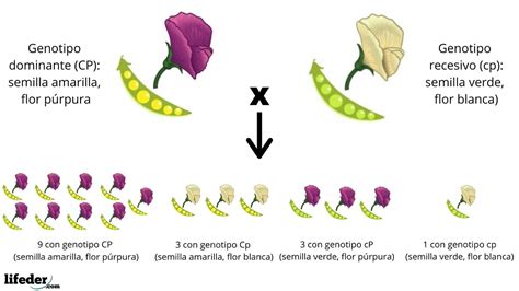 Leyes De Mendel Explicaci N F Cil Y Ejemplos