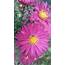 Cool Phone Wallpapers With Violet Daisy Flower Images  HD