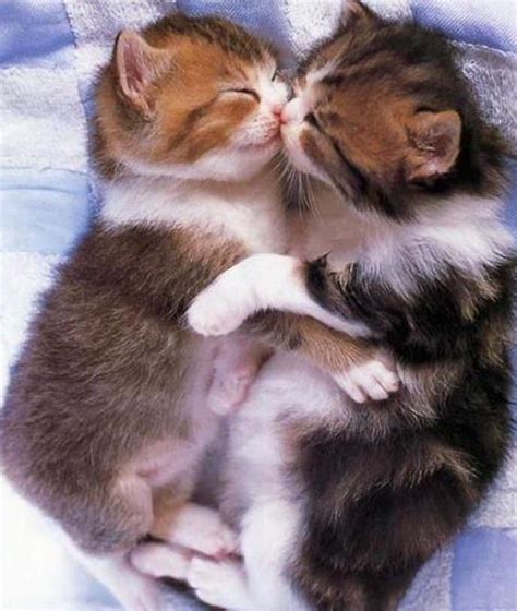 Because Kitten Hugs Make Everything Better Pics Of Cute Cats Cute