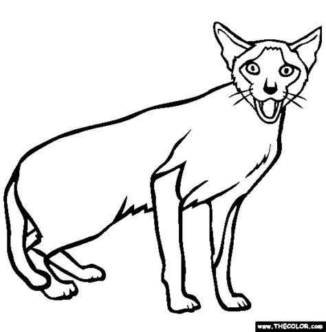 Here is cats coloring pages idea for you. Download Siamese Cat coloring for free - Designlooter 2020 👨‍🎨