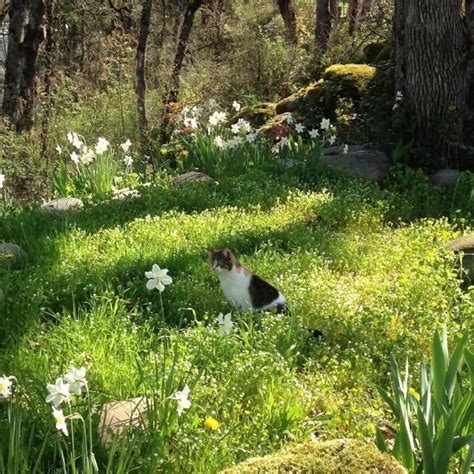 A Black And White Cat Sitting In The Middle Of A Forest Filled With