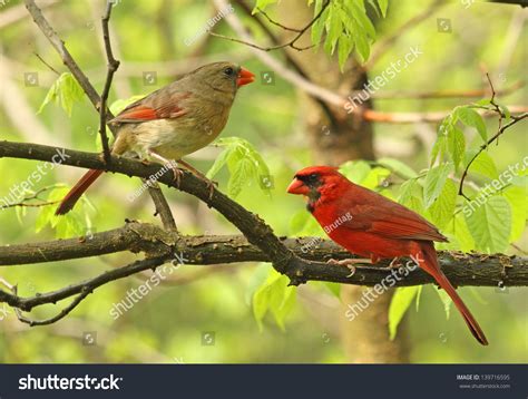 Male And Female Northern Cardinal Cardinalis Cardinalis Perched On A
