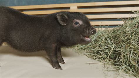 Adorable Teacup Pig In Studio Youtube