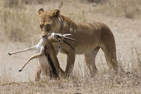 Carnivores don't deserve to be the best. African Safari Animals: 34 Photos to make you want to ...