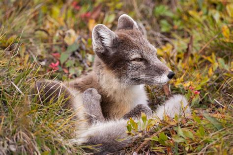 Arctic Fox Vulpes Lagopus In Summer Coat On Herschel Island Yukon