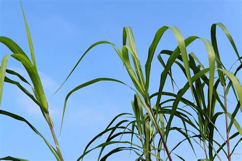 Reed Grass Grasses Free Photo On Pixabay Pixabay