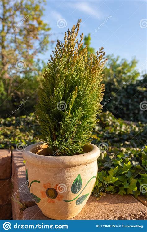 Ornamental Cypress Tree Growing In A Pot Stock Photo Image Of Green