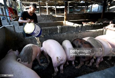 Bali Pig Photos And Premium High Res Pictures Getty Images