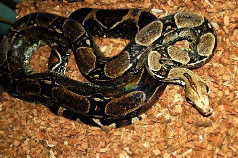 National Geographics Boa Constrictor Snakes