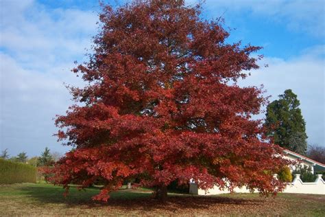 Plantwerkz Northern Red Oak Quercus Borealis
