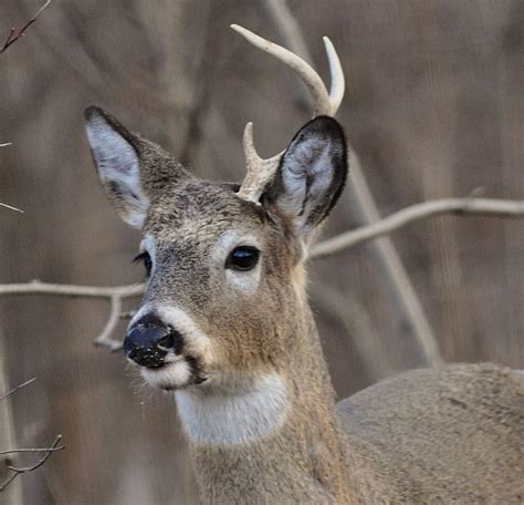 A Young White Tailed Buck Deer Sports One Antler As He Roams The Edge