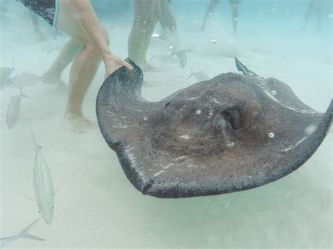 Snorkeling Grand Cayman With Stingrays And Starfish — Adrift Aesthetic