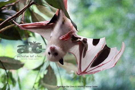 Talngai Dharun Leucistic Baby Megabat Grey Headed Lost Mum Flying Fox