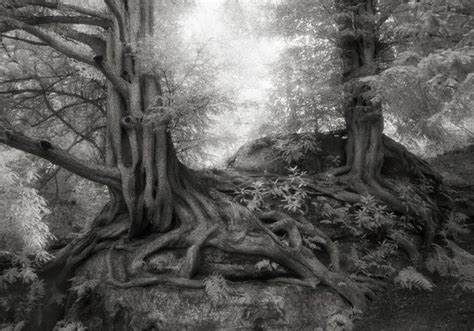 14 Años Fotografiando Los árboles Vivos Mas Viejos Del Mundo Cultura