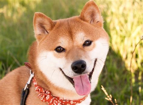 Getting A Shiba Inu From Japan Meet Ryuji The Most Expressive Shiba