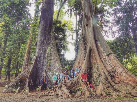 Kebun Raya Bogor Harga Tiket Jam Buka Spot Foto Fasilitas Terbaru