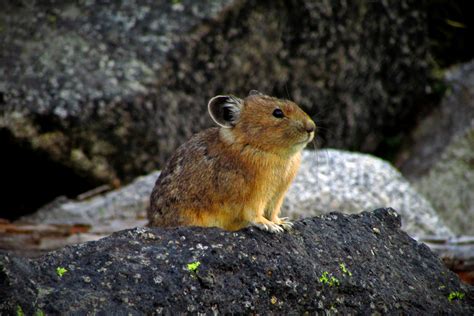 Factors Influencing American Pika Ochotona Princeps Distributions In