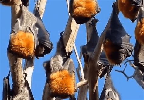 Sacred South Pacific Flying Foxes Golden Glow