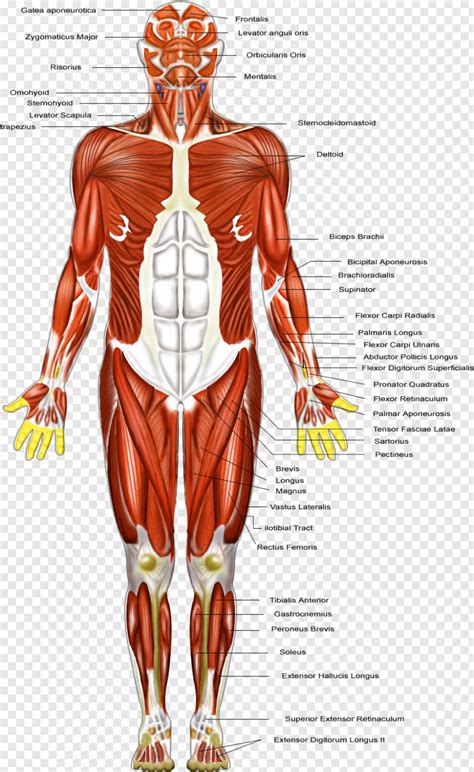 Labelled Muscular System Front And Back Muscle Diagram Anatomy System