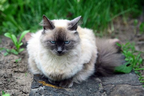 The Balinese Cat Everything You Need To Know Mystart