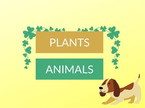 Top 139 What Are The Two Main Differences Between Plants And Animals