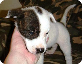 Lancaster puppies advertises puppies for sale in pa, as well as ohio, indiana, new york and other states. Chimation (Chihuahua-Dalmatian Mix) Info, Care, Puppies ...